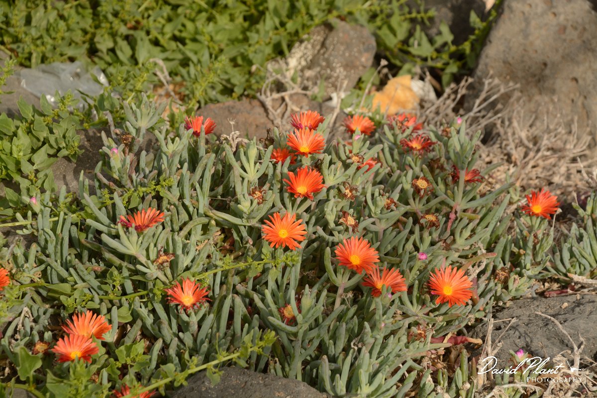 David Plant Photography - Wildlife Photography - Malephora crocea - A.jpg - Malephora crocea