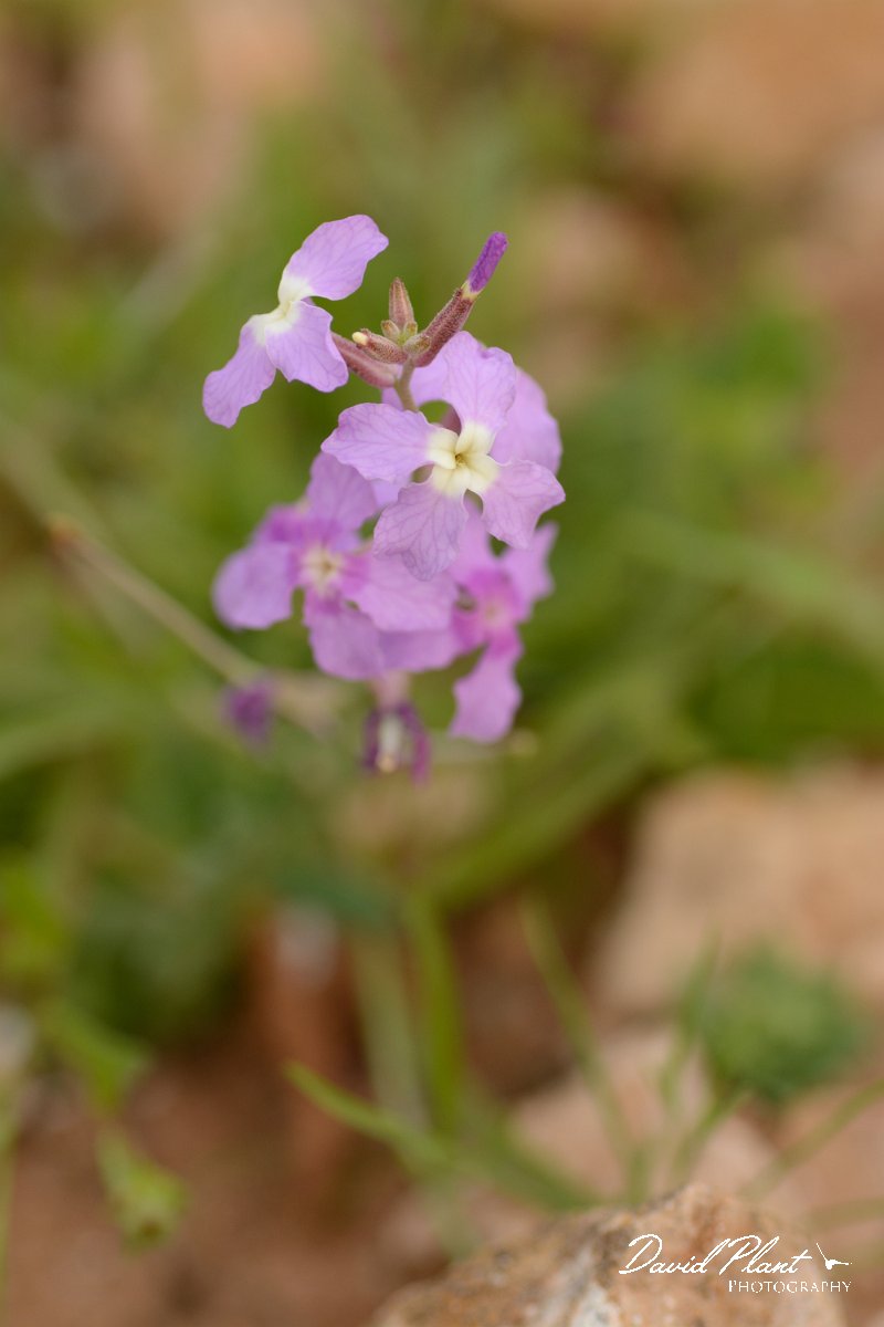David Plant Photography - Wildlife Photography - Matthiola bolleana - A.jpg - Matthiola bolleana