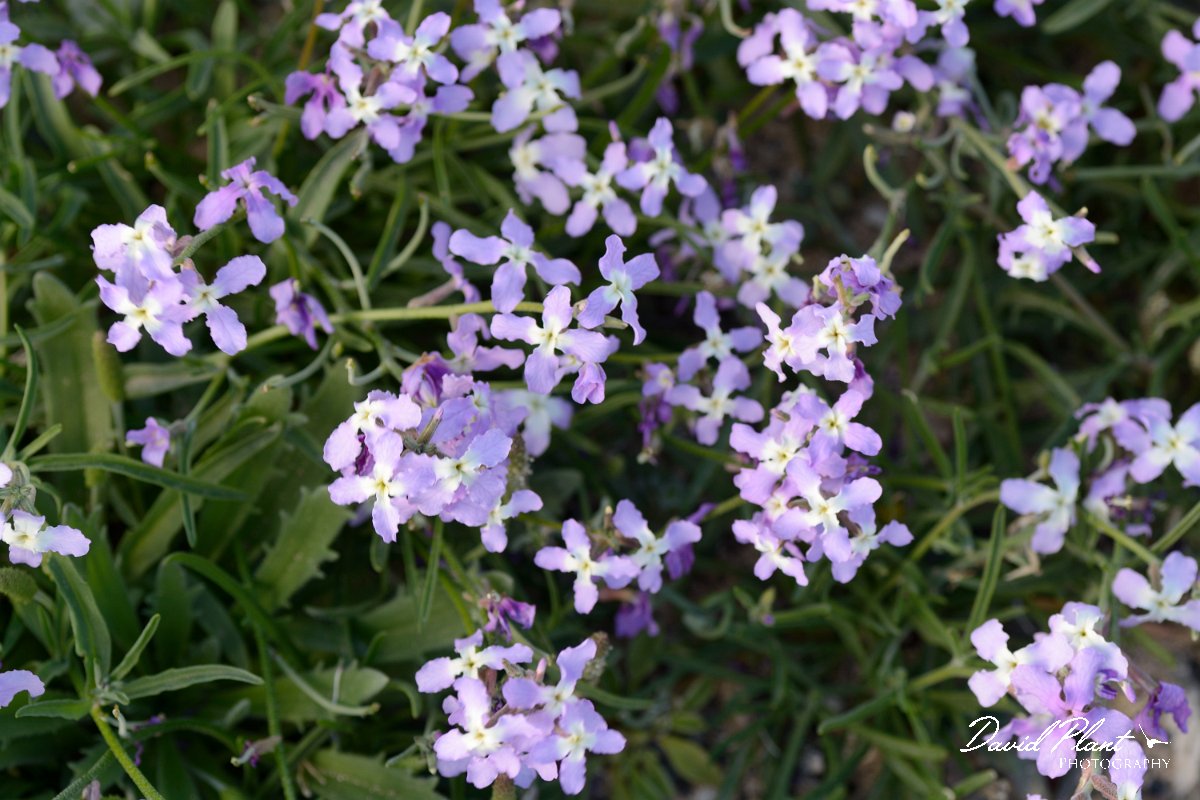David Plant Photography - Wildlife Photography - Matthiola bolleana - B.jpg - Matthiola bolleana