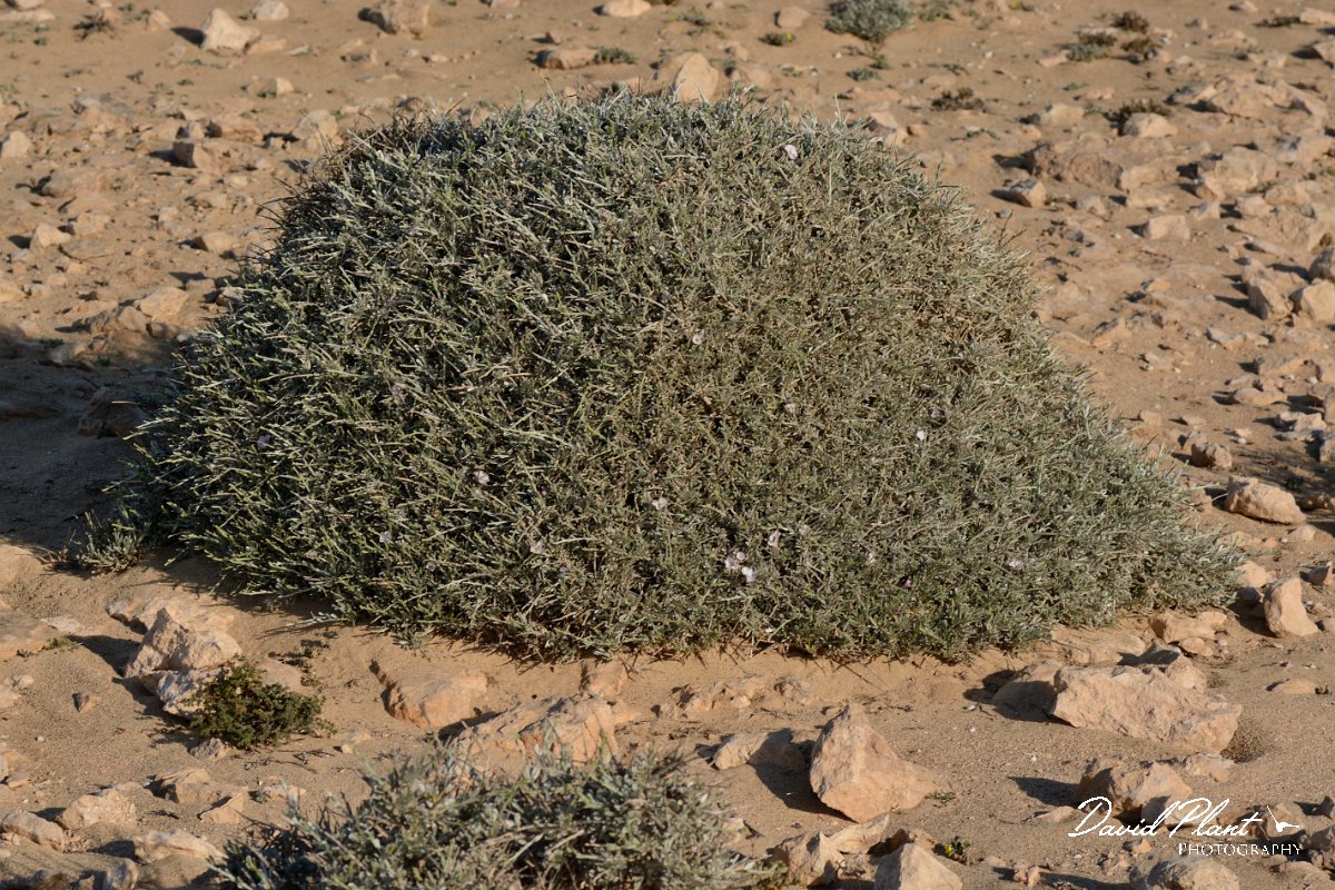 David Plant Photography - Wildlife Photography - Medusa's head bindweed - B.jpg - Convolvulus caput-medusae