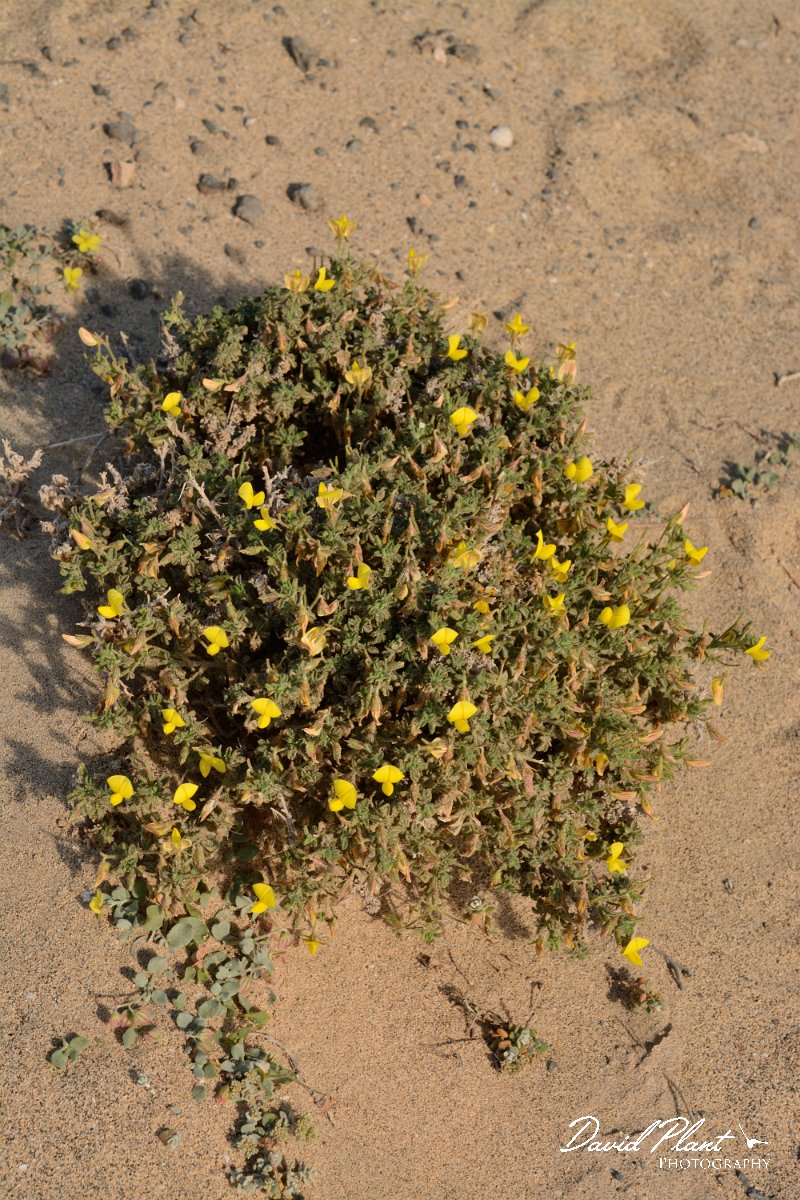 David Plant Photography - Wildlife Photography - Ononis hesperia - A.jpg - Ononis hesperia