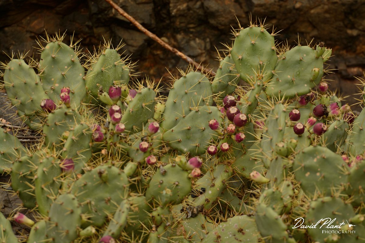David Plant Photography - Wildlife Photography - Opuntia dillenii - A.jpg - Opuntia dillenii