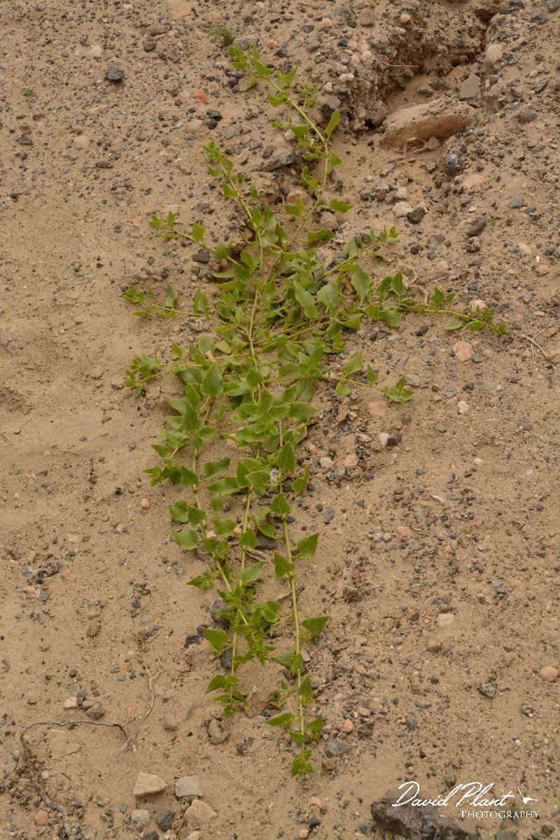 David Plant Photography - Wildlife Photography - Patellifolia patellaris - A.jpg - Patellifolia patellaris