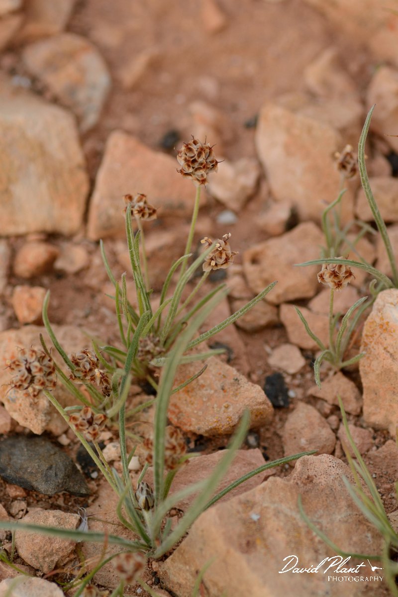 David Plant Photography - Wildlife Photography - Plantago ovata - A.jpg - Plantago ovata