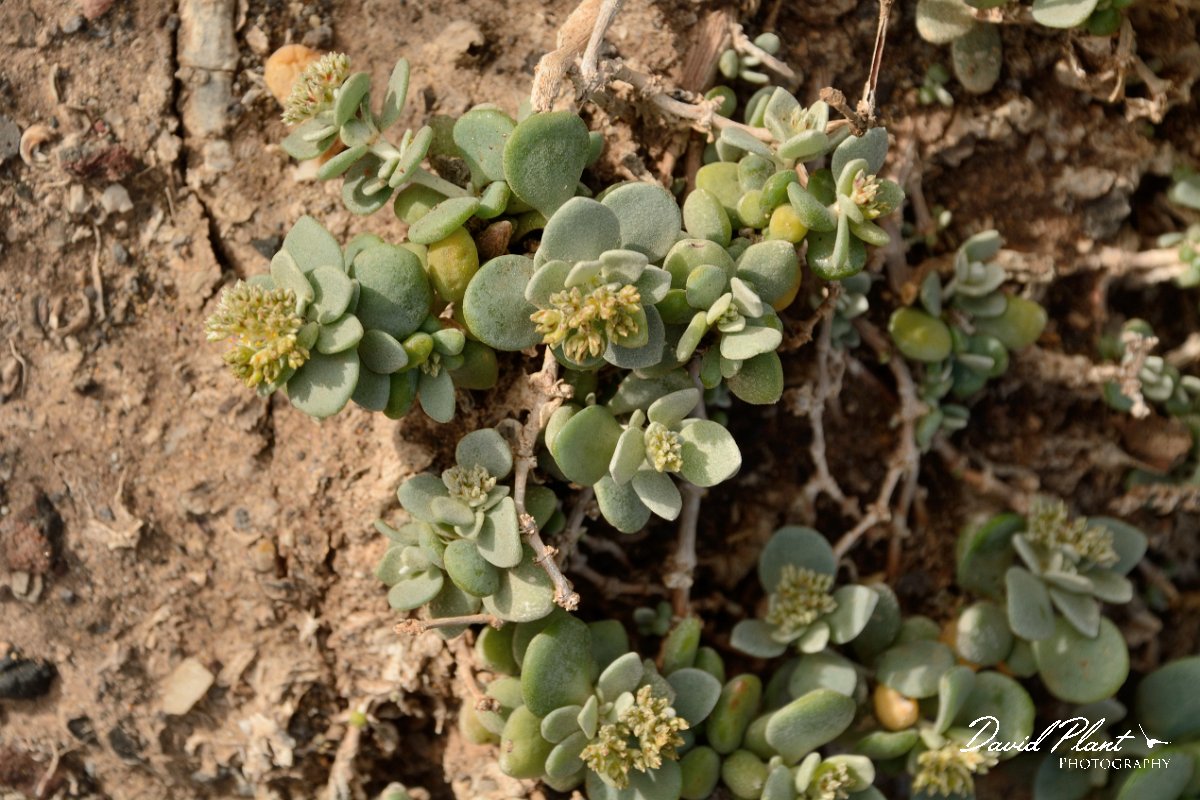 David Plant Photography - Wildlife Photography - Polycarpaea nivea - A.jpg - Polycarpaea nivea