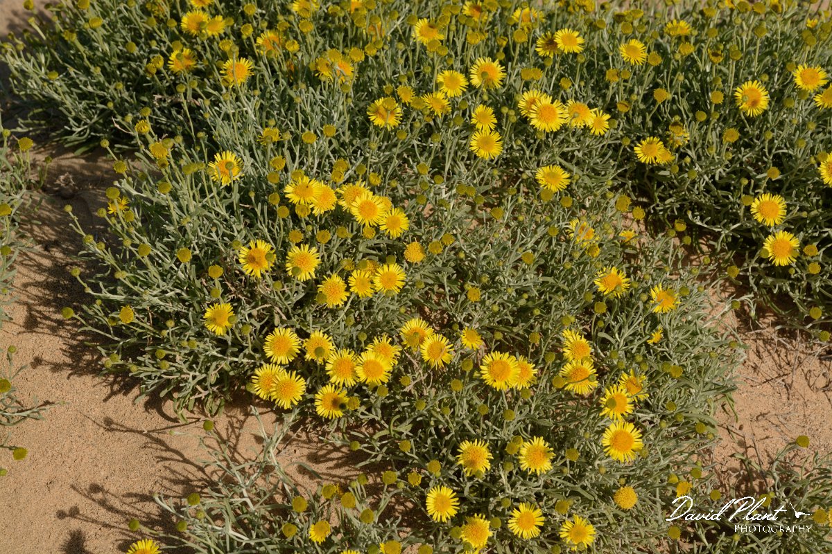 David Plant Photography - Wildlife Photography - Pulicaria burchardii - A.jpg - Pulicaria burchardii