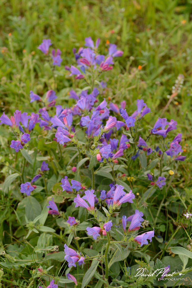 David Plant Photography - Wildlife Photography - Purple viper's bugloss - C.jpg - Echium bonnetii