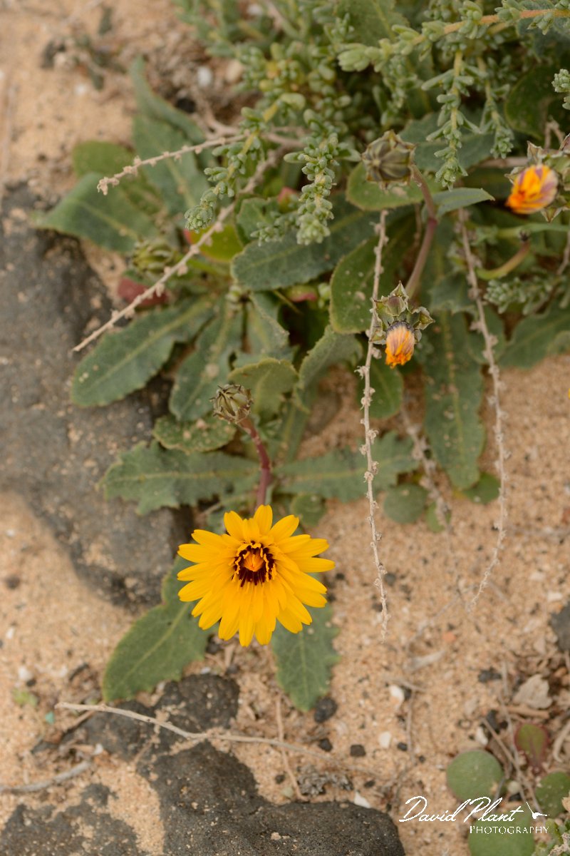 David Plant Photography - Wildlife Photography - Reichardia tingitana - A.jpg - Reichardia tingitana