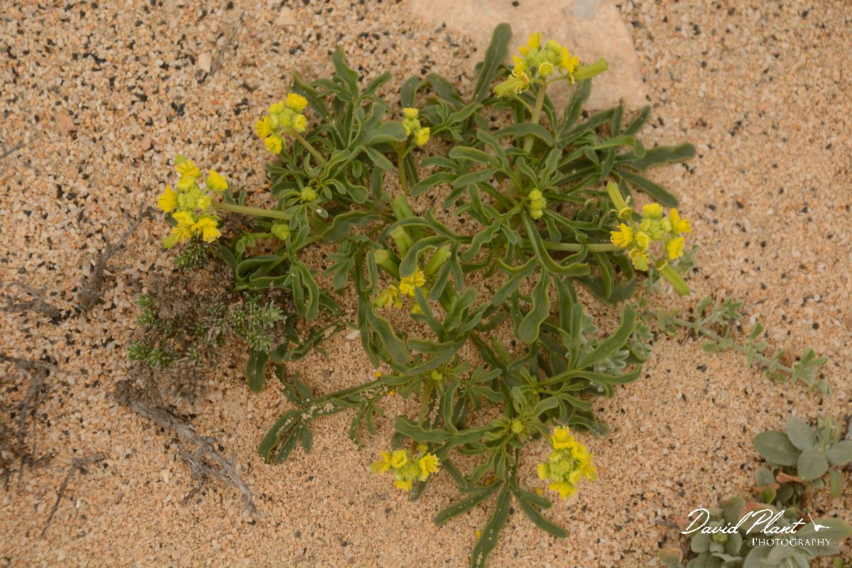 David Plant Photography - Wildlife Photography - Reseda lancerotae - A.jpg - Reseda lancerotae