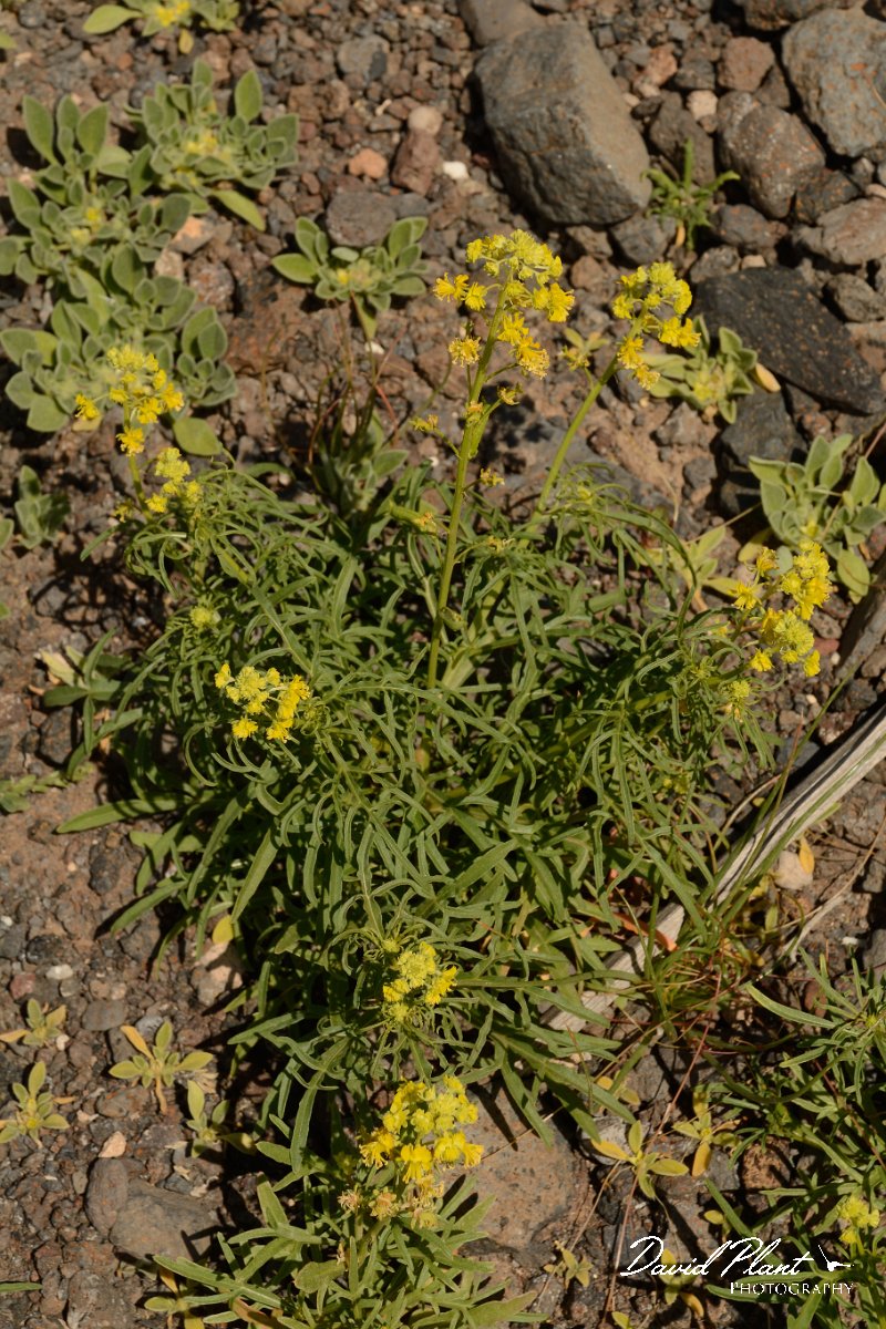 David Plant Photography - Wildlife Photography - Reseda lancerotae - B.jpg - Reseda lancerotae