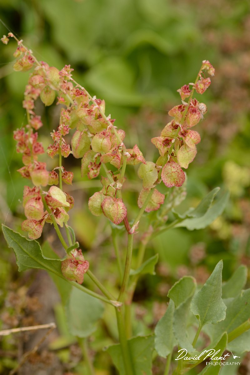 David Plant Photography - Wildlife Photography - Rumex vesicarius - A.jpg - Rumex vesicarius