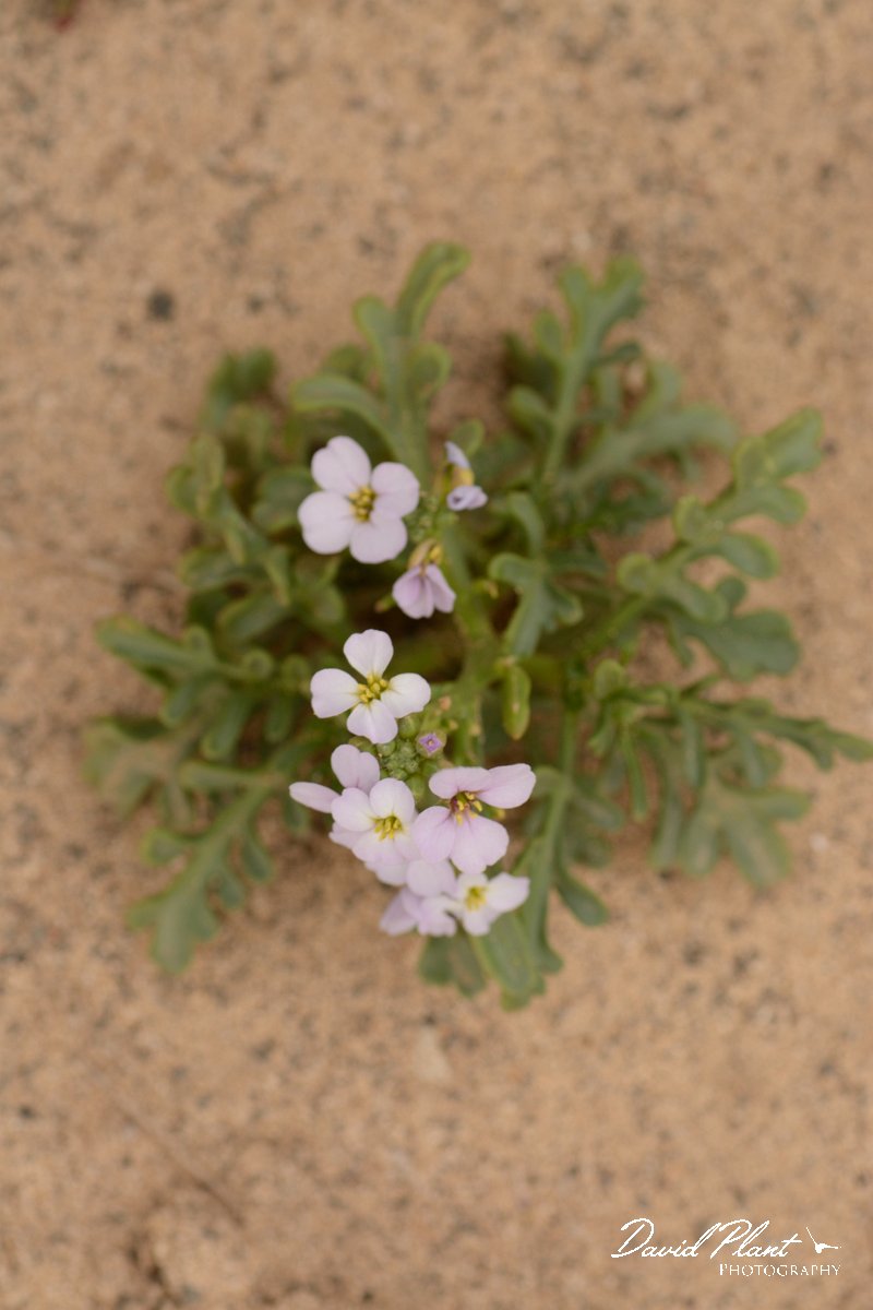 David Plant Photography - Wildlife Photography - Sea rocket - A.jpg - Cakile maritima