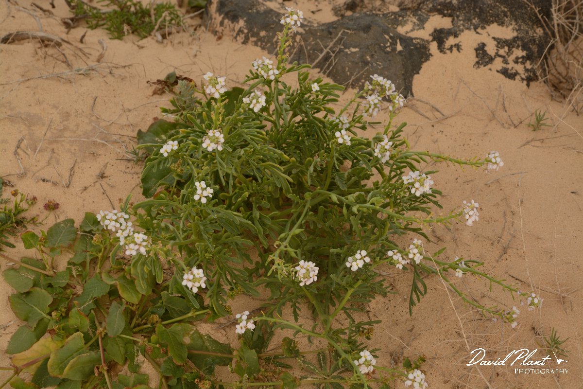 David Plant Photography - Wildlife Photography - Sea rocket - B.jpg - Cakile maritima