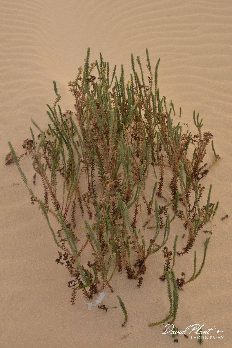 David Plant Photography - Wildlife Photography - Sea spurge - A.jpg - Euphorbia paralias