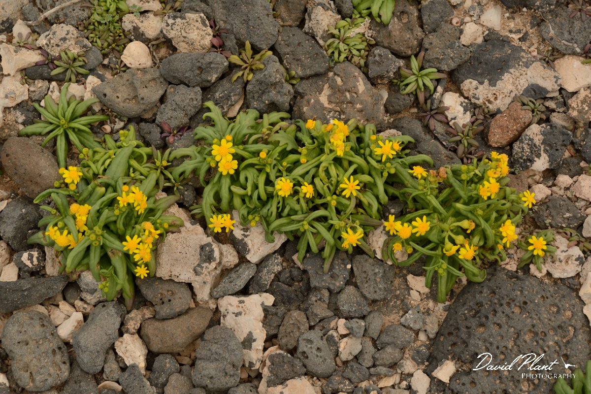 David Plant Photography - Wildlife Photography - Senecio leucanthemifolius - A.jpg - Senecio leucanthemifolius