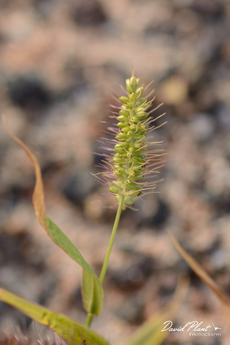 David Plant Photography - Wildlife Photography - Setaria adhaernes - A.jpg - Setaria adhaernes