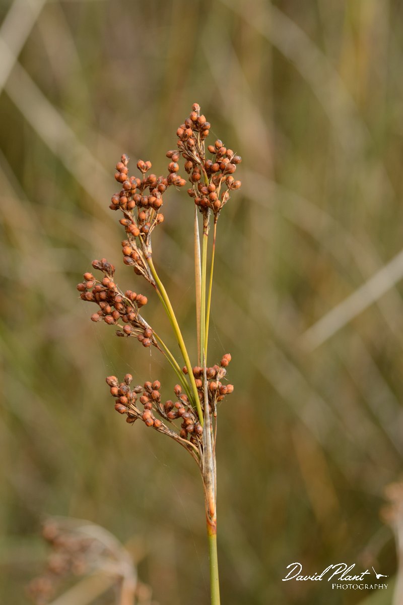 David Plant Photography - Wildlife Photography - Sharp rush - A.jpg - Juncus acutus