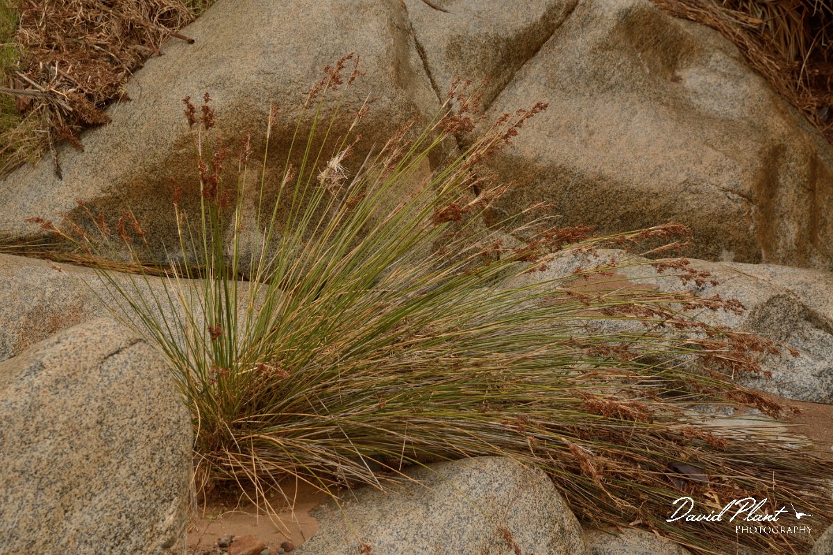 David Plant Photography - Wildlife Photography - Sharp rush - B.jpg - Juncus acutus
