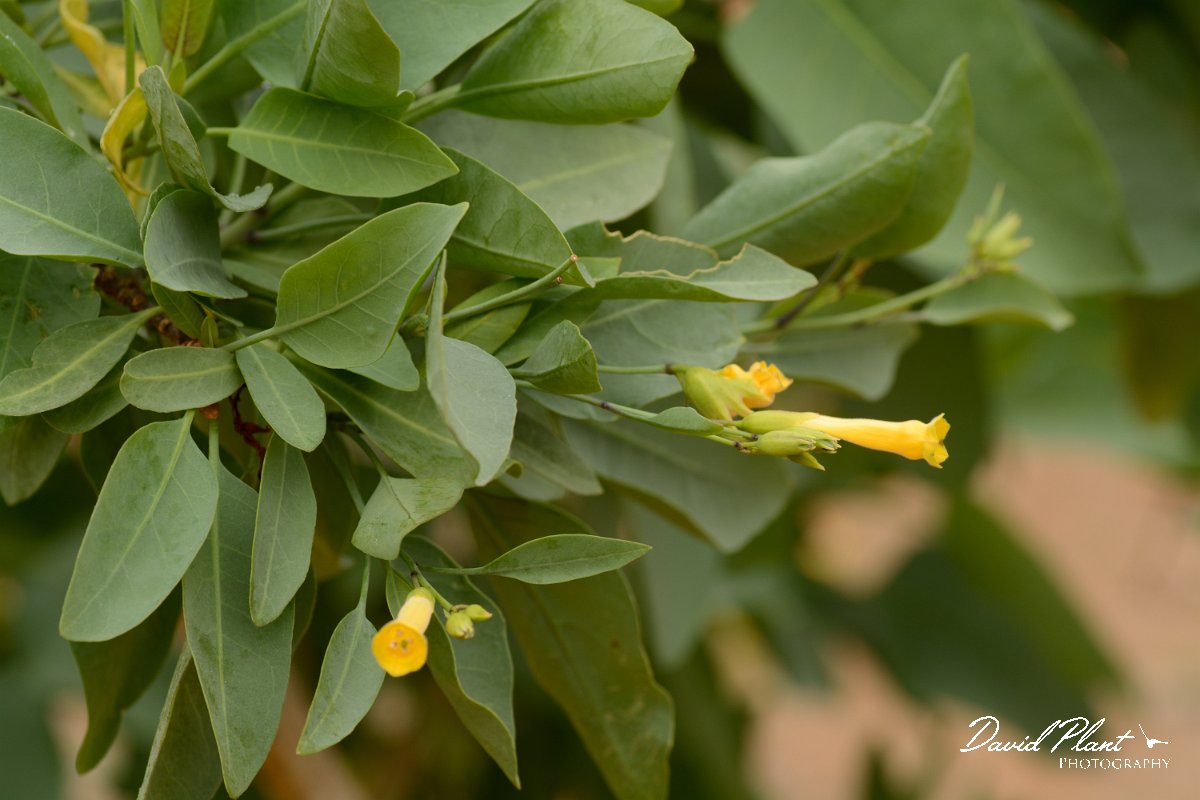 David Plant Photography - Wildlife Photography - Shrub tobacco - A.jpg - Nicotiana glauca