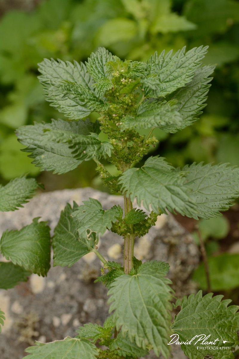 David Plant Photography - Wildlife Photography - Small nettle - A.jpg - Urtica urens
