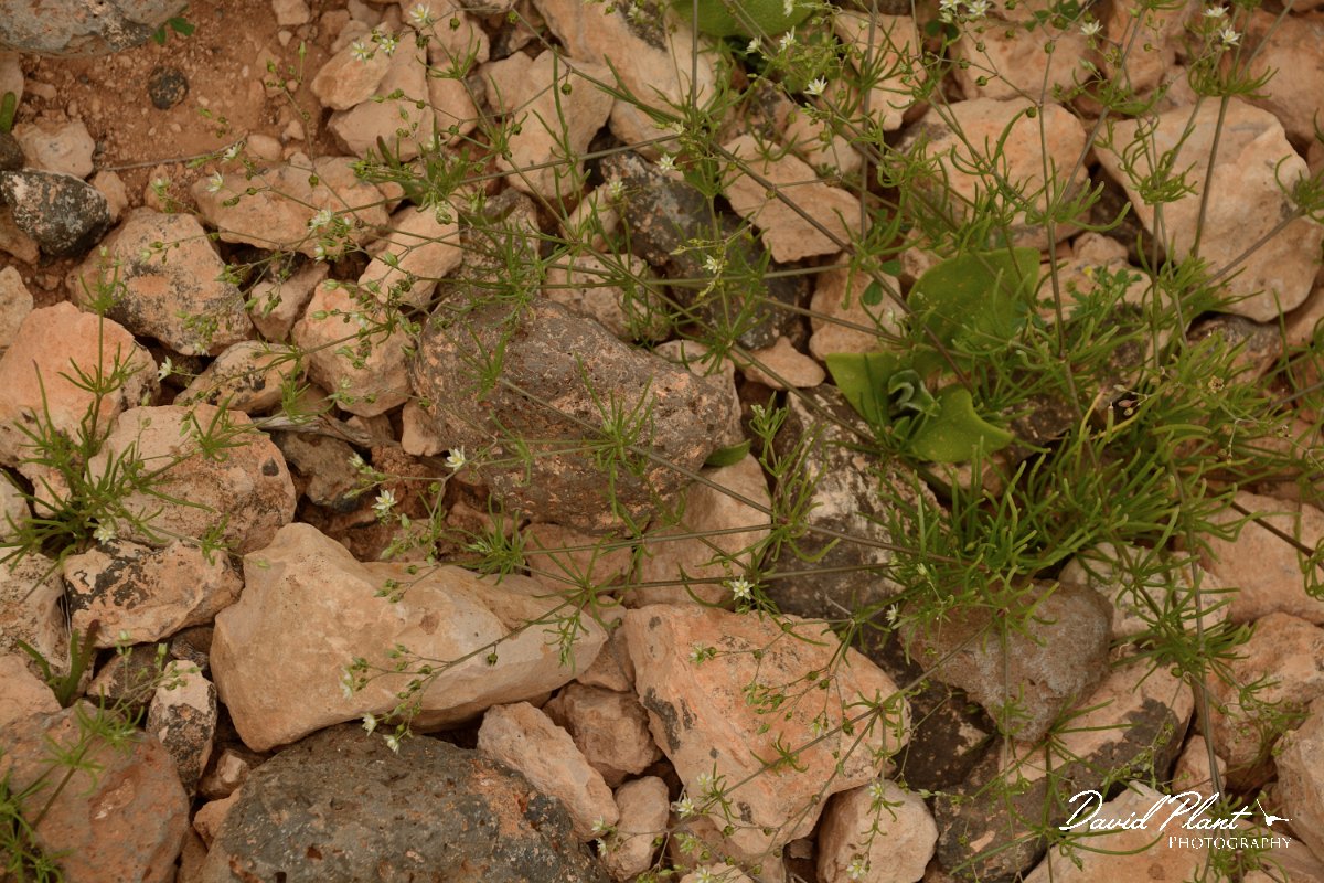 David Plant Photography - Wildlife Photography - Spergula fallax - A.jpg - Spergula fallax