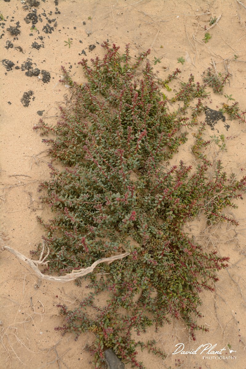 David Plant Photography - Wildlife Photography - Suaeda mollis - A.jpg - Suaeda mollis