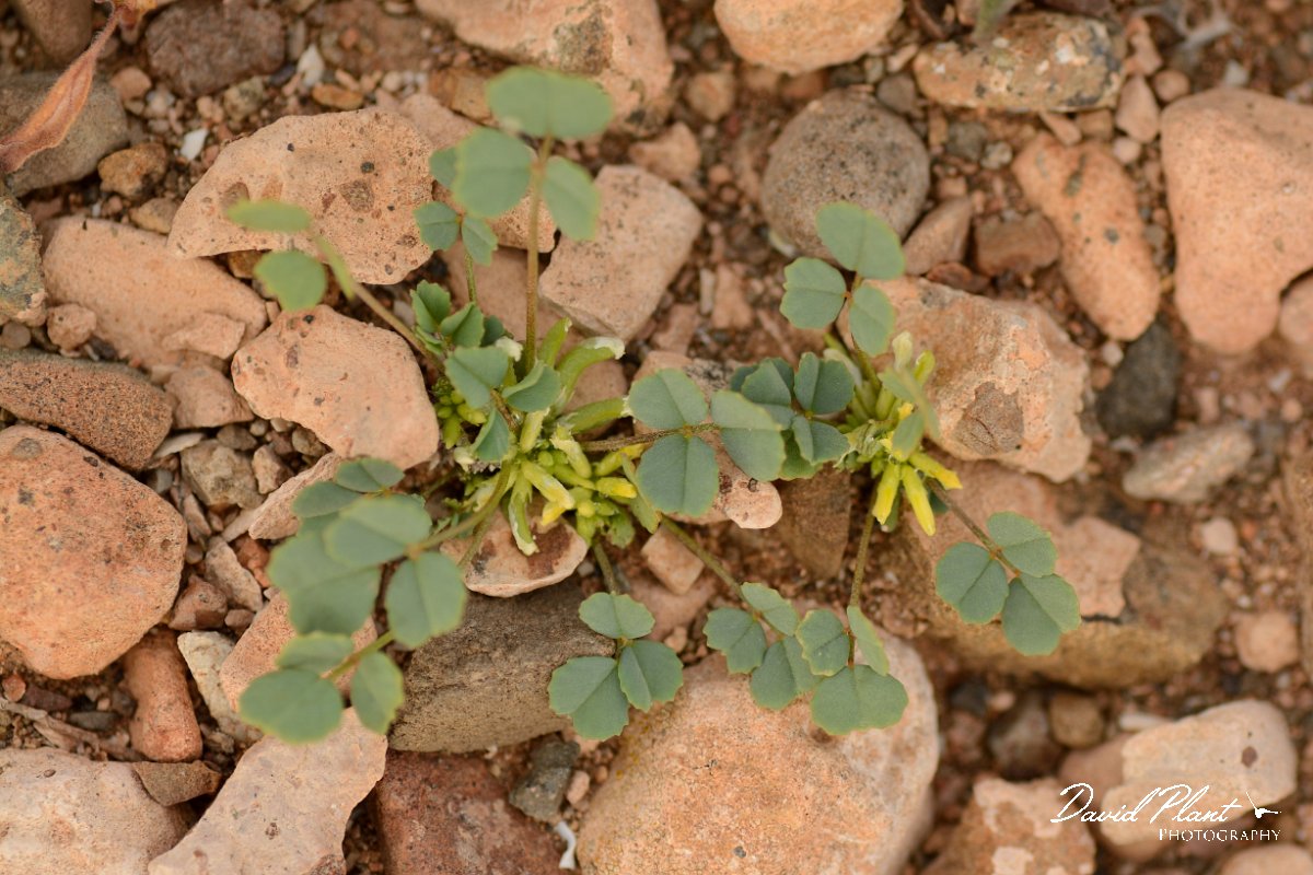 David Plant Photography - Wildlife Photography - Trigonella stallata - B.jpg - Trigonella stallata