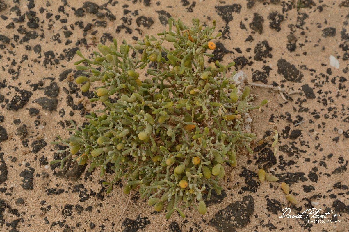 David Plant Photography - Wildlife Photography - Zygophyllum fontanesii - A.jpg - Zygophyllum fontanesii