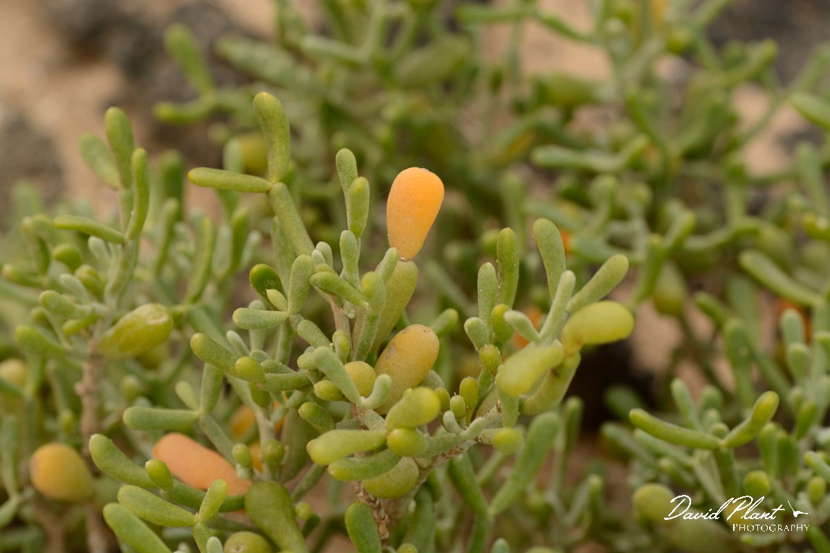 David Plant Photography - Wildlife Photography - Zygophyllum fontanesii - B.jpg - Zygophyllum fontanesii