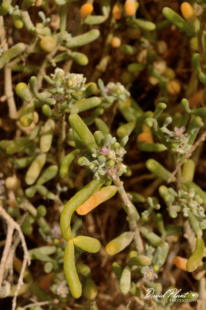 David Plant Photography - Wildlife Photography - Zygophyllum fontanesii - C.jpg - Zygophyllum fontanesii