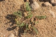 David Plant Photography - Wildlife Photography - Astragalus solandri - A