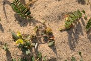 David Plant Photography - Wildlife Photography - Astragalus solandri - B