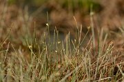 David Plant Photography - Wildlife Photography - Cyperus laevigatus - B