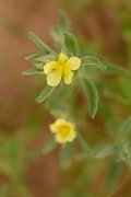David Plant Photography - Wildlife Photography - Helianthemum ledifolium - A