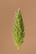 David Plant Photography - Wildlife Photography - Lesser canary-grass - A