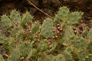 David Plant Photography - Wildlife Photography - Opuntia dillenii - A