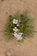 David Plant Photography - Wildlife Photography - Sea rocket - A