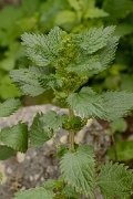 David Plant Photography - Wildlife Photography - Small nettle - A