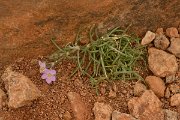 David Plant Photography - Wildlife Photography - Spergularia fimbriata - A