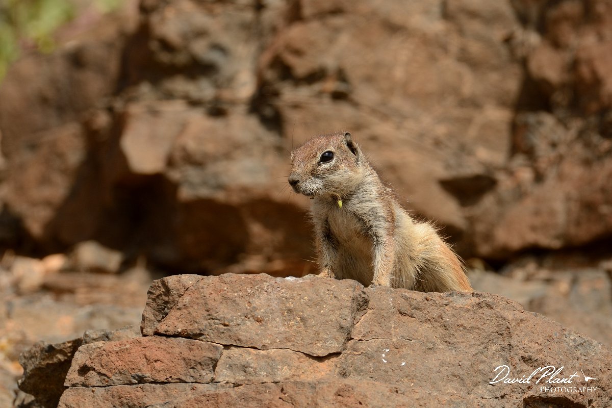 David Plant Photography - Wildlife Photography - Barbary ground squirrel - A.jpg - Barbary ground squirrel - Barranco de Torre