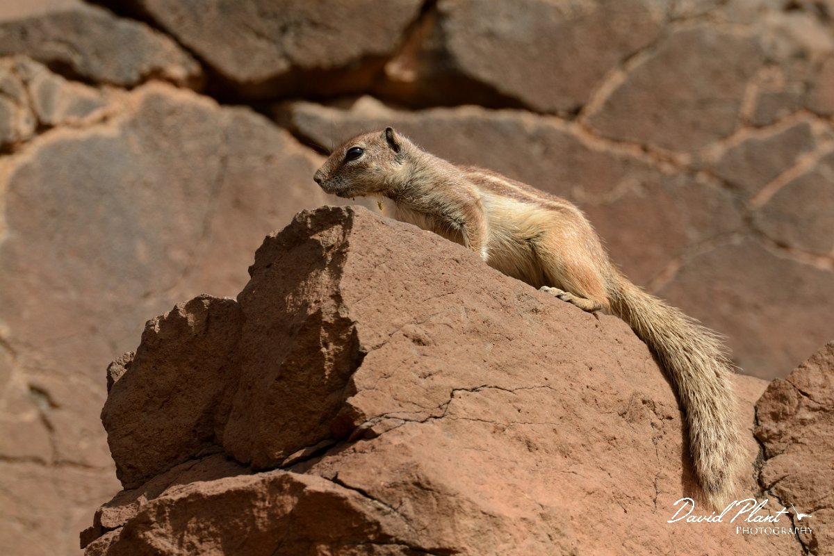 David Plant Photography - Wildlife Photography - Barbary ground squirrel - B.jpg - Barbary ground squirrel - Barranco de Torre