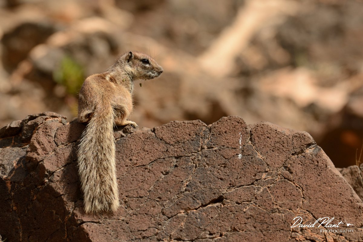 David Plant Photography - Wildlife Photography - Barbary ground squirrel - C.jpg - Barbary ground squirrel - Barranco de Torre