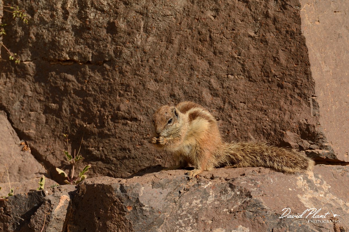 David Plant Photography - Wildlife Photography - Barbary ground squirrel - D.jpg - Barbary ground squirrel eating - Barranco de Torre