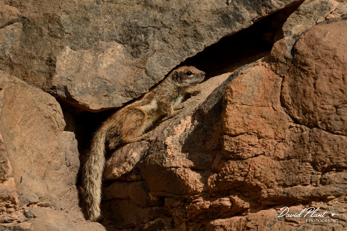 David Plant Photography - Wildlife Photography - Barbary ground squirrel - E.jpg - Barbary ground squirrel in crevice - Barranco de Torre
