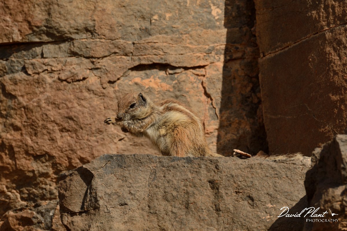 David Plant Photography - Wildlife Photography - Barbary ground squirrel - F.jpg - Barbary ground squirrel washing - Barranco de Torre