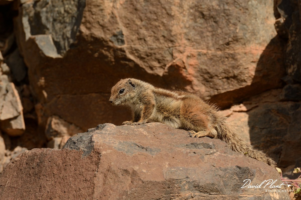 David Plant Photography - Wildlife Photography - Barbary ground squirrel - G.jpg - Barbary ground squirrel - Barranco de Torre