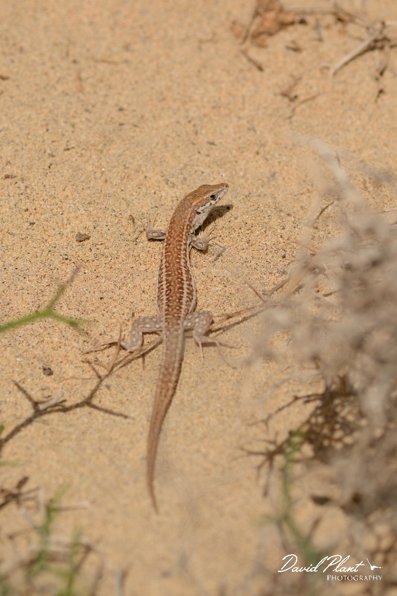 David Plant Photography - Wildlife Photography - Haria lizard - A.jpg - Haria lizard, Gallotia atlantica - La Pared coast