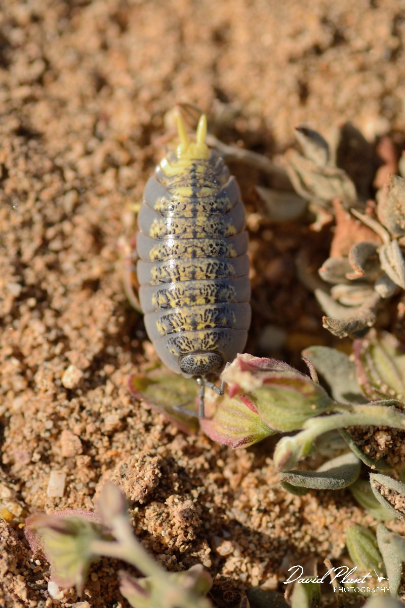 David Plant Photography - Wildlife Photography - Porcellio spinipes - A.jpg - Porcellio spinipes - La Pared plain
