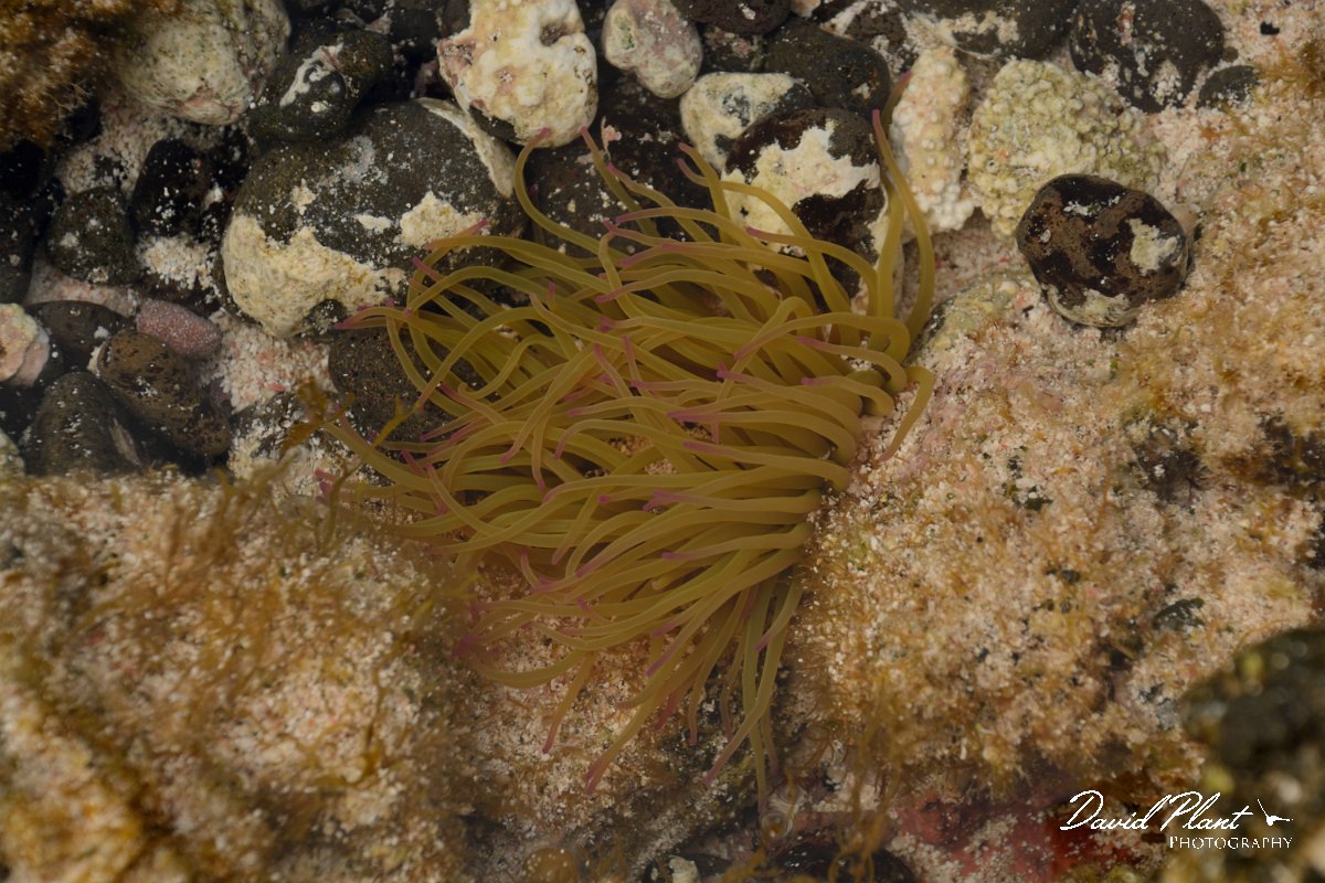 David Plant Photography - Wildlife Photography - Snakelocks anenome - A.jpg - Snakelocks anenome - Caleta del Marrajo