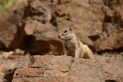 David Plant Photography - Wildlife Photography - Barbary ground squirrel - A